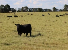 Jedna z największych farm na świecie została sprzedana. W grze było aż 730 tys. hektarów