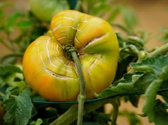 Pękają tuż przy szypułce. W tym sezonie pomidory pokazują, że pogoda potrafi narobić szkód