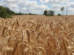 Ma 1,1 mln ha w Polsce i nie powstało naturalnie. Zboże, które zmieniło rolnictwo