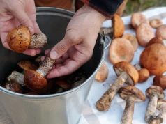 Zanurz w tym grzyby. Tak szybko pozbędziesz się robaków