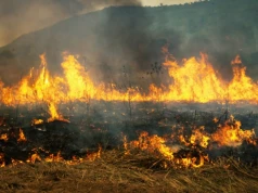 Pożar od prasy rolującej. Spłonęło 6 ha, straty to ponad 1,6 mln zł