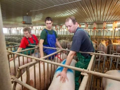 Na tej samej fermie wynik może różnić się o 20–30 proc. Często decyduje zespół
