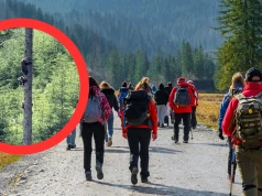 Uchwycił, jak wspinają się po drzewie. Wideo ma ponad 840 tys. wyświetleń