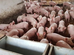 Aktualne ceny świń. Analityk pokazuje stawki, hodowca mówi o 3 zł za kg