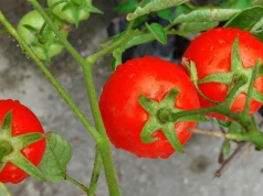 Zbierz te liście i zalej wodą. Pomidory oraz ogórki uwielbiają ten naturalny napar