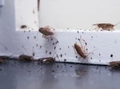 Coraz częściej pojawiają się w naszych domach. Od razu reaguj