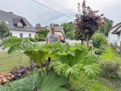 Ma największe liście na świecie. Rośnie u pani Kamilli w Lichyni