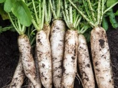 Może ważyć nawet 2 kg i świetnie podkręca trawienie. Japończycy jedzą na potęgę