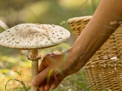 Wysyp ulubionych grzybów wielu Polaków właśnie trwa. Najlepsze na kotlety