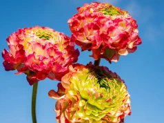 Tak dbaj o jaskry latem. Zrób to, gdy liście zaczną żółknąć