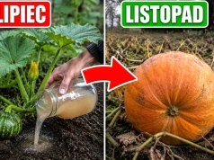 Zbierzesz dynie olbrzymy! Podlewaj je tym składnikiem od lipca
