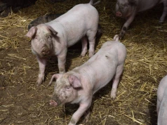 Niemiecka produkcja świń na dnie. Dokładka do każdego tucznika wynosi 60 euro