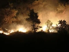 Stawiają pieniądze na pożary lasów. Ekspertka: katastrofa jak gra wideo