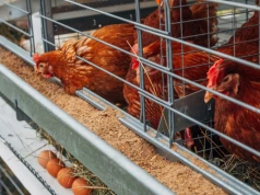 500 tys. zł pożyczki DIOZ od producenta jaj. Reportaż wywołał falę pytań