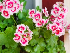 Jedna łyżka do konewki. Pelargonie będą kwitły do końca października