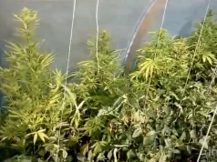 Interwencja domowa zakończyła się ujawnieniem plantacji konopi