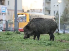 Atak dzika w Warszawie. Mężczyzna trafił do szpitala