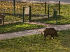 Atak dzika w Warszawie. Mieszkaniec ugryziony na własnej posesji
