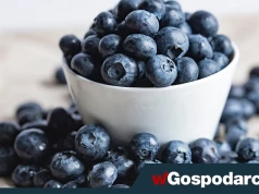 Fioletowe owoce to naturalna tarcza antyoksydacyjna