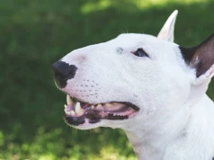 Bulterier pogryzł 2,5-letnie dziecko. "Zwierzę zsunęło sobie kaganiec"