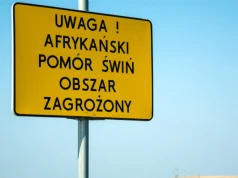 Znamy zasięg nowej czerwonej strefy ASF. 8 gmin z najwyższymi restrykcjami
