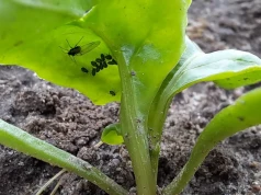 Masz buraki? Ta decyzja ministra może uratować plantacje przed mszycami