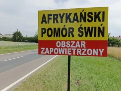 Nieoficjalnie: trzecie ognisko ASF w Polsce. Zaledwie kilometr od poprzedniego