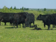 Nie będzie dopłat za wypas. Niemcy tną biurokrację razem z ekoschematem