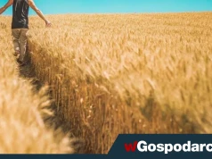 GUS: mocne tąpnięcie cen skupu produktów rolnych!