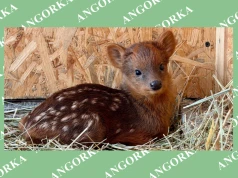 Rzadkie narodziny w polskich zoo. Sukcesy hodowców
