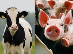 Do 2 mln zł dla organizacji producentów świń i bydła. Program czeka na zgodę KE
