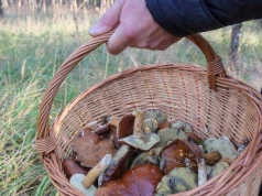 Planujesz grzybobranie po deszczu? W te dni znajdziesz ich najwięcej