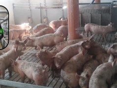 Wsparcie dla producentów trzody chlewnej. Rolnicy: 500 mln zł nie podniesie cen skupu