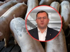 Nawet 2 mln zł dla producentów świń i bydła. Minister zapowiada wsparcie dla hodowców