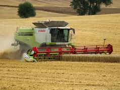 Skupy płacą więcej. Aktualne ceny zbóż i rzepaku