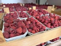 Trwa zbiór malin. Takie ceny obowiązują na rynkach hurtowych