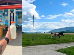 Świeże mleko prosto od krowy 2 km od Wiślanki. Mlekomat w Kozakowicach Dolnych przyciąga kierowców