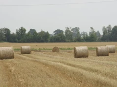 Po żniwach łatwo o tę decyzję. Może jednak przynieść więcej strat niż korzyści