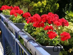 Podlewaj tym co dwa tygodnie. Pelargonie będą kwitły jak szalone aż do października