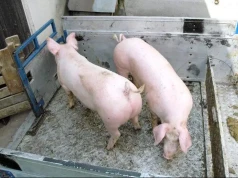 "Od półtora miesiąca nie mogę sprzedać świń". Po 20 latach zamyka chlewnię