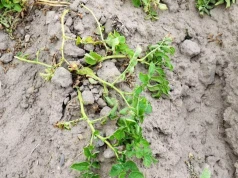 Upały pustoszą plantacje ziemniaków. Rolnicy: plony mogą spaść nawet o 40%
