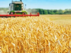 Rolnicy znów będą "kraść z pola". Żniwa 2026 pod dyktando pogody