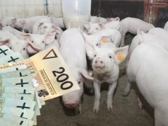 Ceny prosiąt runęły. W tydzień spadły o prawie 30 zł