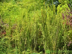 Berberys Thunberga Erecta – uprawa i ciekawostki