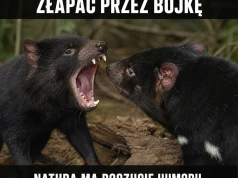 Rak w pakiecie za mordobicie