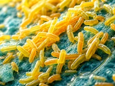 Chryseobacterium indologenes u chorych na mukowiscydozę – kolonizator czy niedoceniany patogen?