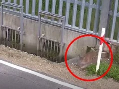 Z łatwością pokonał barierę na granicy. Pokazali nagranie
