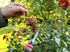 Większość robi to z różami za późno. W drugiej połowie lipca liczy się jeden ruch sekatorem