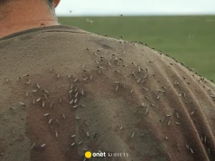 Te kolory działają na komary jak magnes! Założysz, przyleci chmara