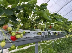 Truskawka w warunkach kapryśnego lata – komunikat jagodowy Timac Agro (22.07.2026)